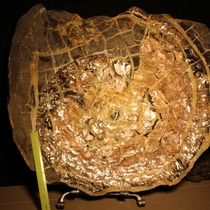 полировка по аммолиту Craspedodiskus discofalcatus